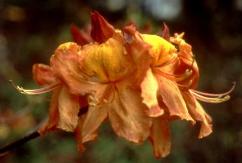 Aromi's Southern Sunset Deciduous Azalea, Rhododendron x 'Southern Sunset'